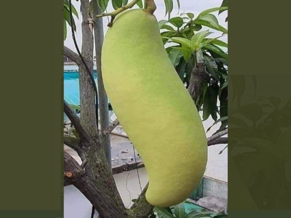 Can You Answer This Question Which Fruit is this what