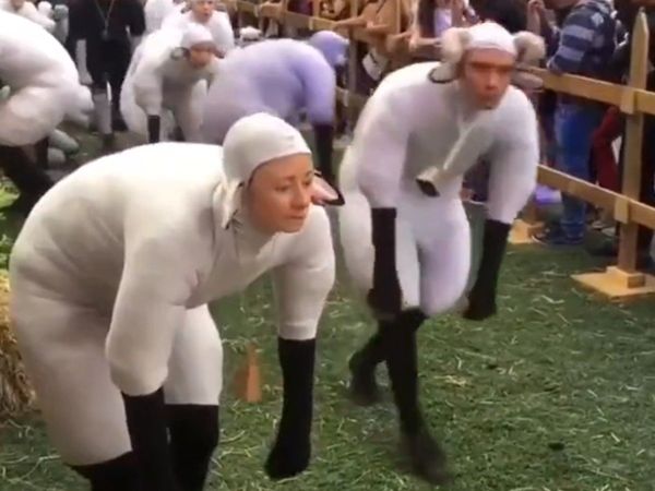 Human Wearing Sheep Costumes Then What Happened Watch Funny Video