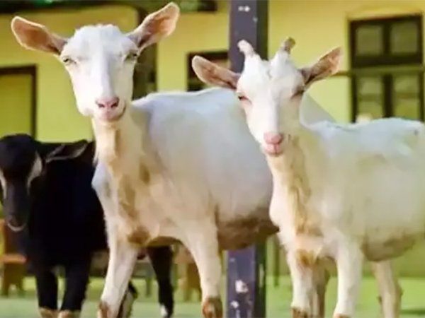 rajasthan goat thief case