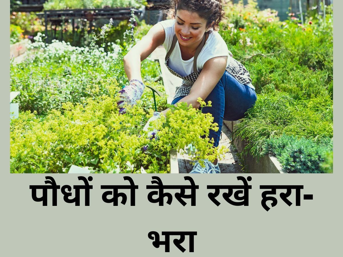 Gardening Tips: पेड़-पौधों में कीड़े लगने से हैं परेशान, अपनाएं ये टिप्स, हमेशा हरा-भरा रहेगा बगीचा