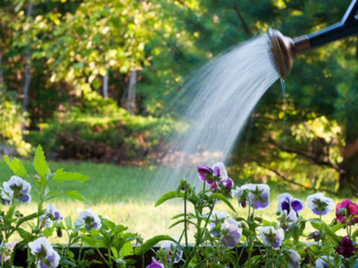 Gardening Tips: पौधों को किस समय देना चाहिए पानी, वरना हो सकता है बहुत नुकसान