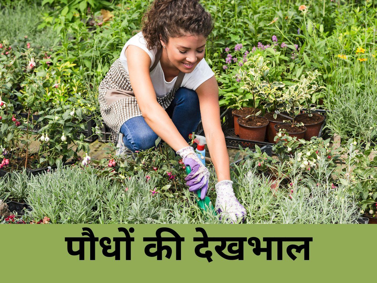 Gardening Tips: बरसात में भी पौधों को रखना चाहते हैं हरा-भरा, तो इन तरीकों को आजमाएं