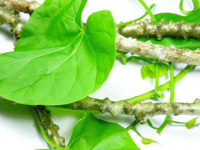 Giloy for Uric Acid