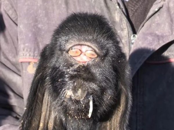 Mutant goat born with cyclops eyes in middle of forehead in Turkey People Shocked