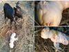 Goat gives birth to human like offspring in Assam Know About Shocking Truth