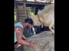 Fight Between Goat And Man Then What Happened Watch Shocking Video