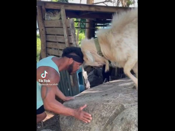 Fight Between Goat And Man Then What Happened Watch Shocking Video