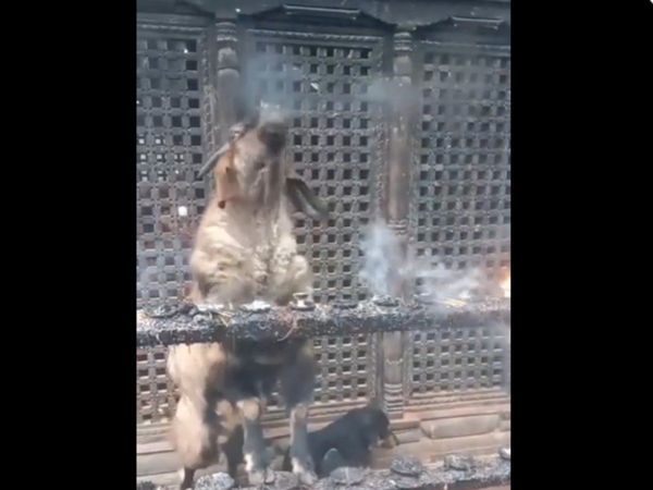 Goat Video Goat Smoke Funny Viral Video in Hindi