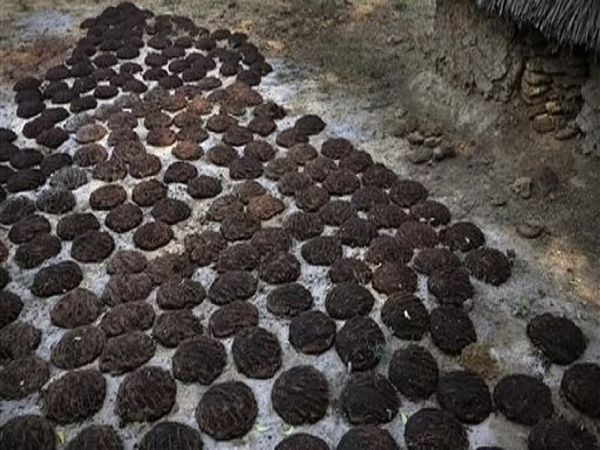 Know how a woman changed the lives of 73 women with cow dung in Chhattisgarh