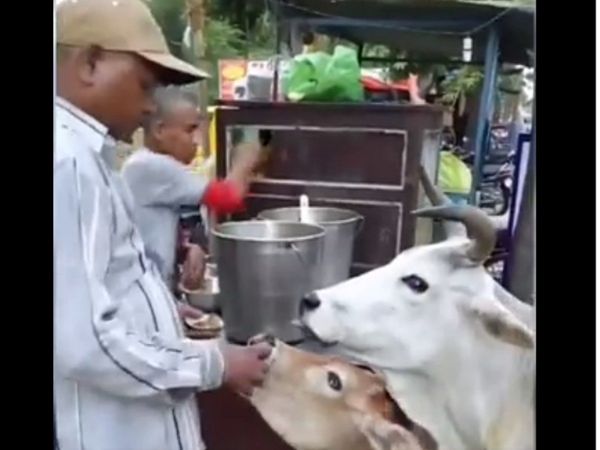 Panipuri Viral Video Cow Eating Panipuri With Calf Viral Video