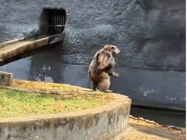 Dance Video Gorilla Dance Pushpa Movie Song Srivalli Video Goes Viral