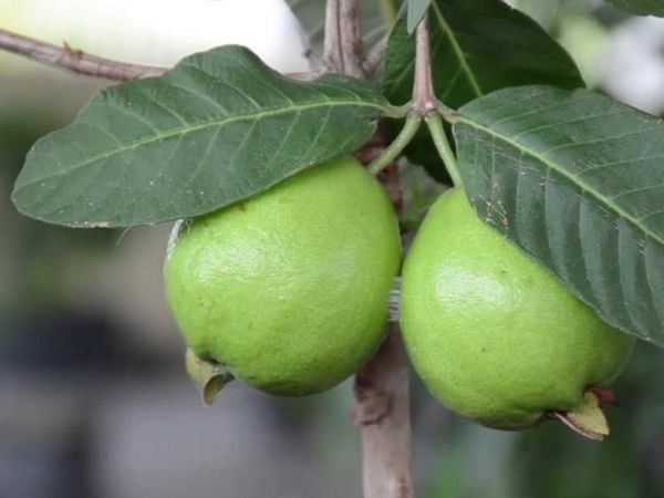 Benefits of Guava Leaves 