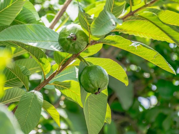 Guava leaves