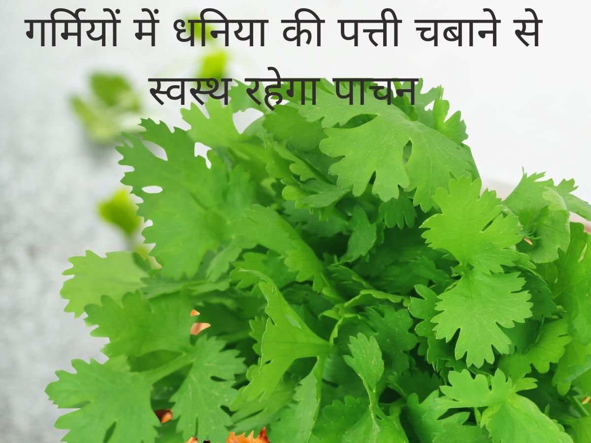 Coriander Leaves home remedies green coriander is useful in disease