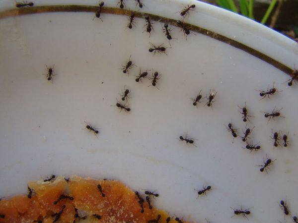 How to Get Rid of Ants