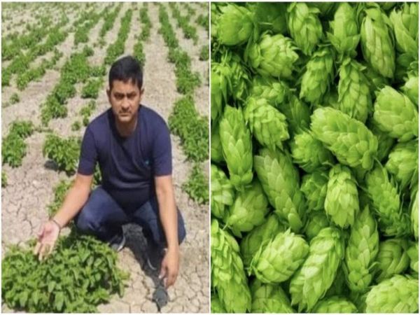 Fake News No cultivation of Hop-Shoots worth Rs 1 Lakh per kg in Bihar