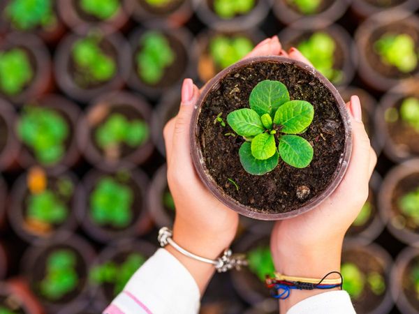 Career Options Plant Pathology