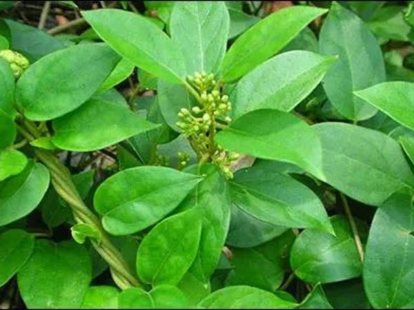 How to control diabetes