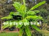 How to Worship Banana Tree