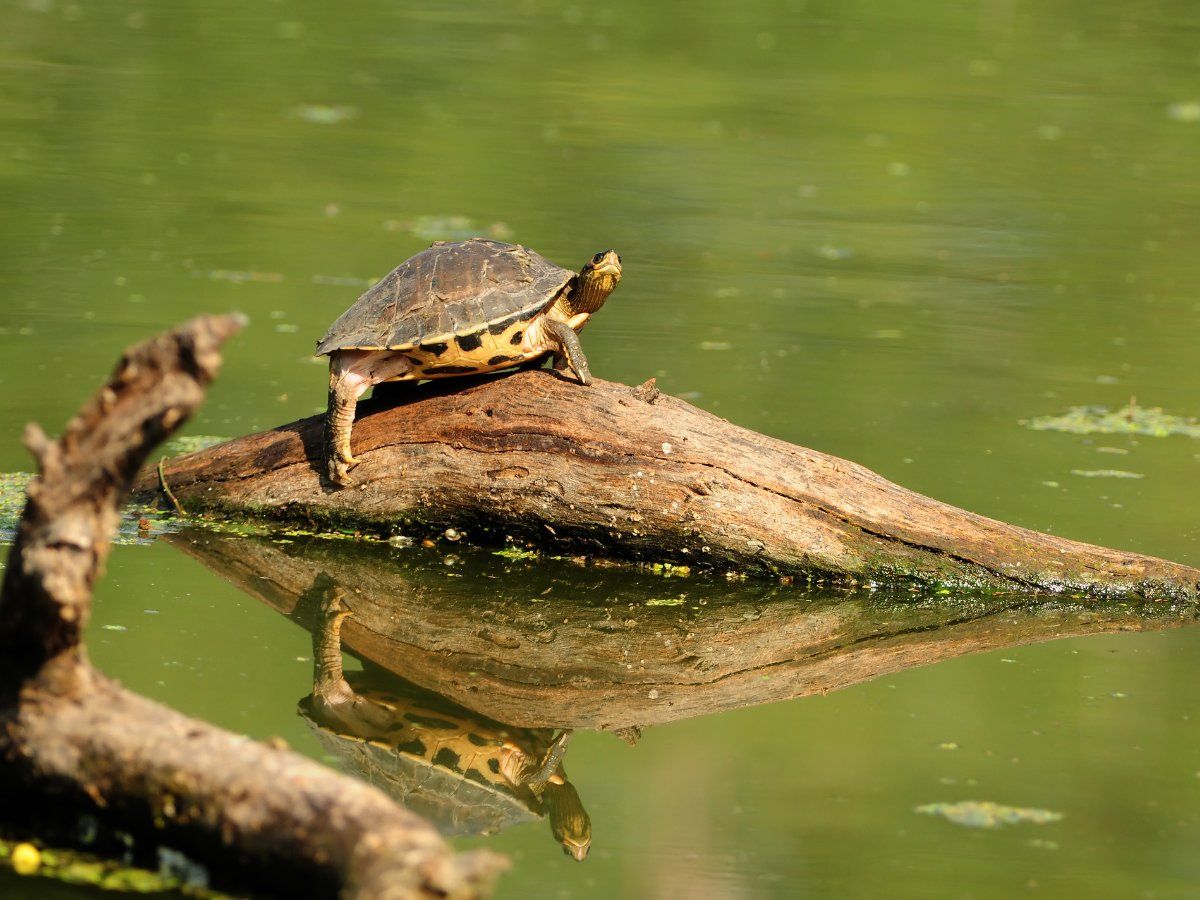 Lucknow STF caught smugglers including 295 turtles in Lucknow, turtles