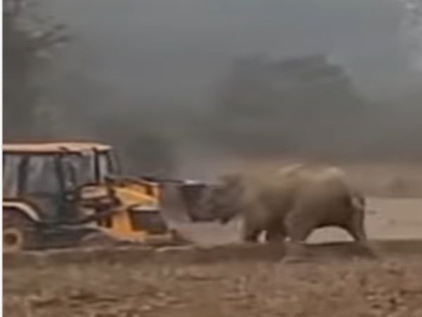 Elephant Vs JCB Fight Between Elephant And JCB Then What Happened Watch Viral Video