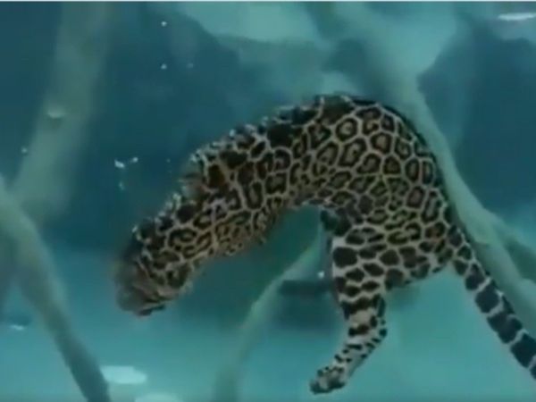 Animal Video Jaguar Attack on Fish in Water Watch Shocking Viral Video