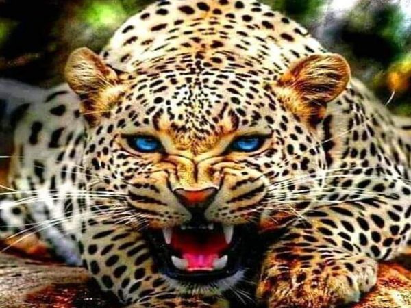 Jaipur Leopard Movement  