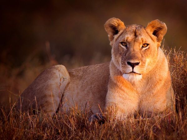 Jaipur Missing Lioness 