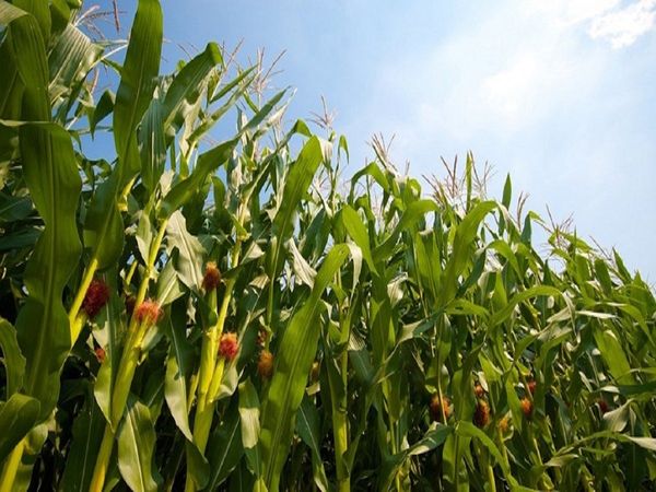 Bihar Jal Jeevan Hariyali Yojana 2020 any farmer can take benefit of this scheme