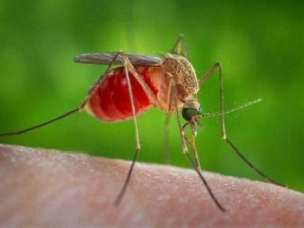 Japanese Encephalitis wreaks havoc in Assam death toll rises to 47 after 3 more patients died