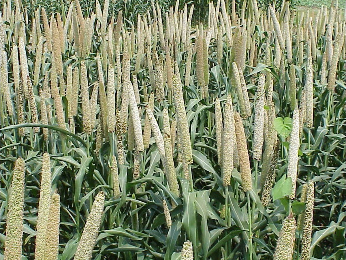 millet-is-very-beneficial-for-health-jowar-ke-fayde-in-hindi-millet