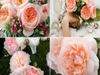 Rose Day Know About World Most Expensive Juliet Rose Which Price is 112 crore