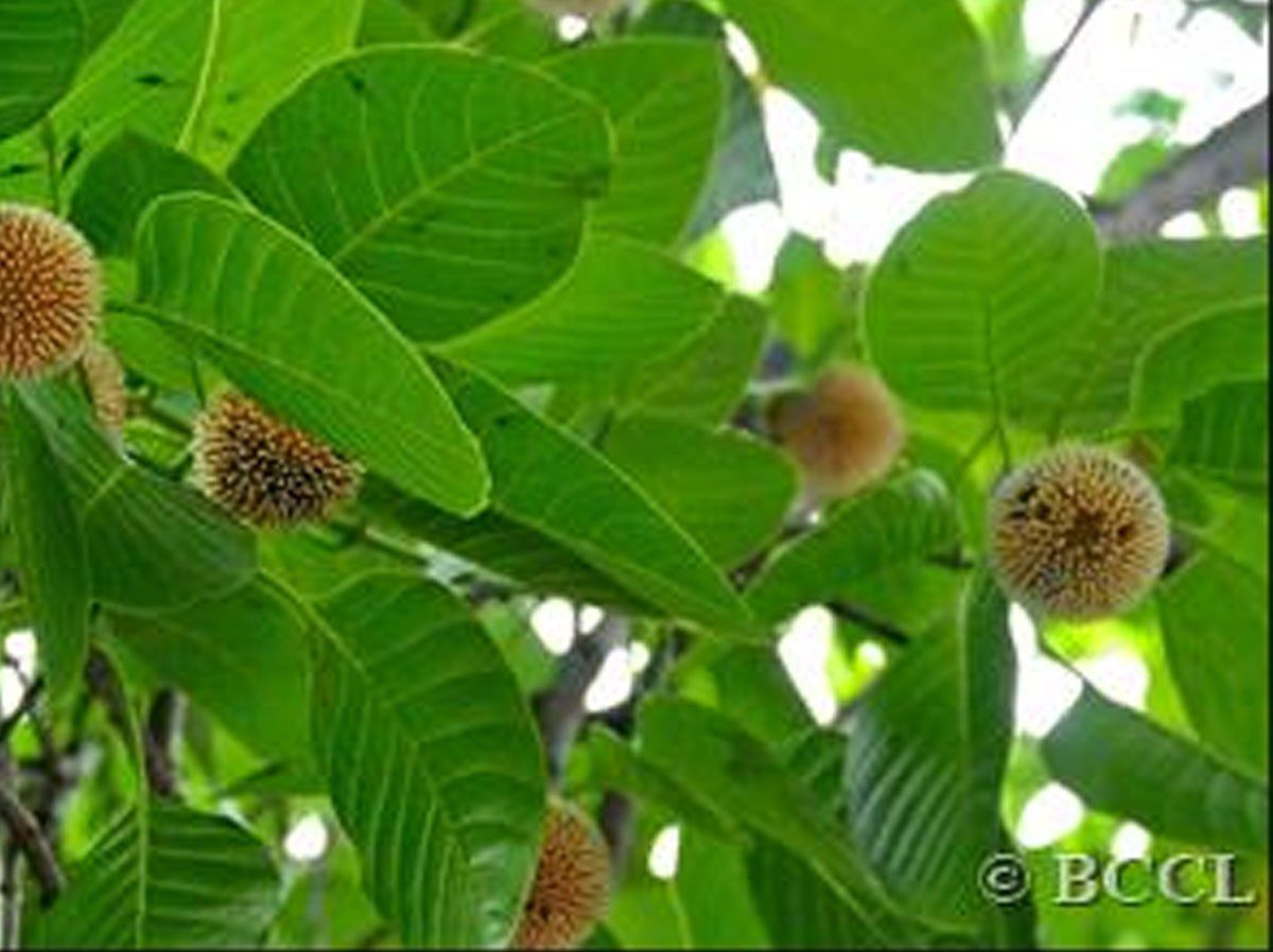 Health Benefits Of Kadamba Tree In Hindi