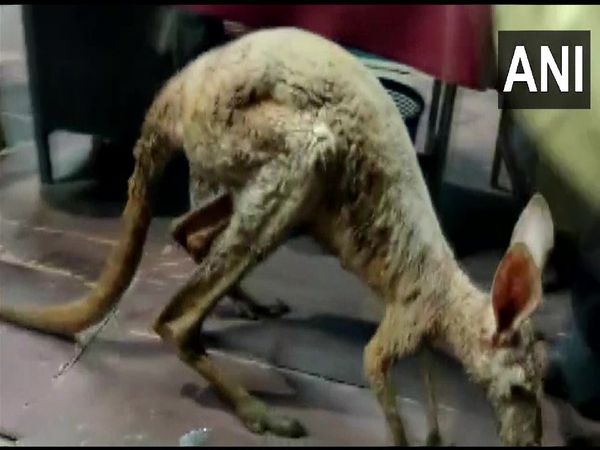 Kangaroo In India