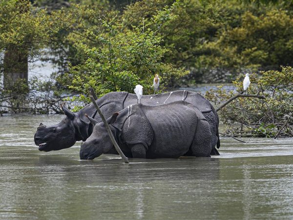 Kaziranga National Park 