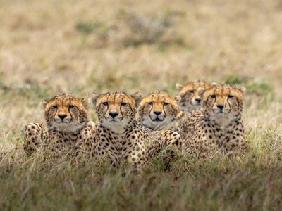 Kuno National Park Cheetah project will give new impetus to Madhya Pradesh tourism Kuno National Park Cheetah project will give new impetus to Madhya Pradesh tourism