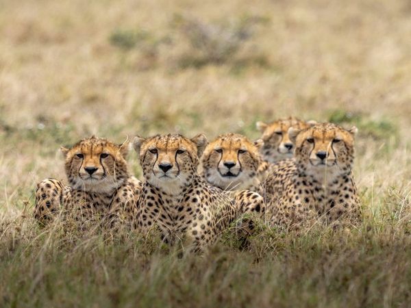 Kuno National Park Cheetah project will give new impetus to Madhya Pradesh tourism