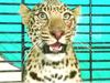 Leopard Attack Viral Video