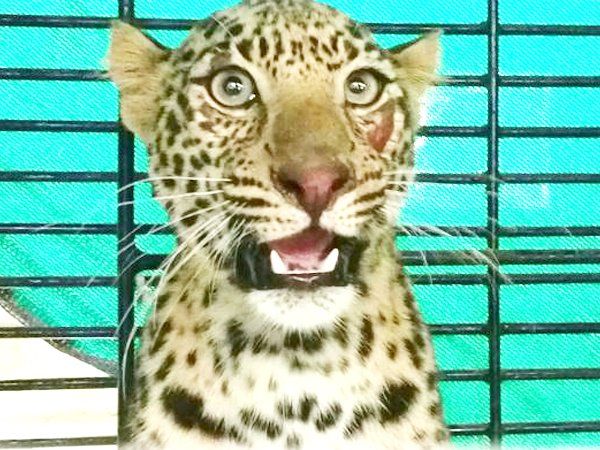 Leopard Attack Viral Video