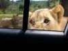 Lioness Viral Video