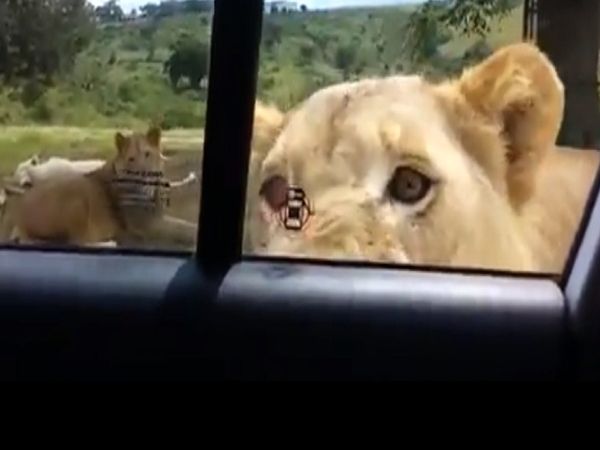 Lioness Viral Video