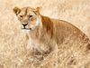 Lioness Death in Chennai due to Corona