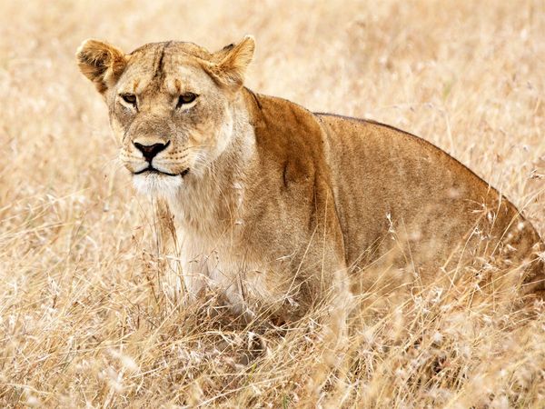 Lioness Death in Chennai due to Corona