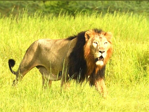 World Lion Day is celebrated every year on August 10 to increase lion conservation and awareness around the world See Pics