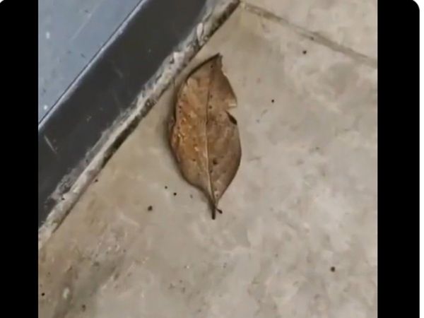 people thought a dry leaf that turned out to be a butterfly Watch Viral Video