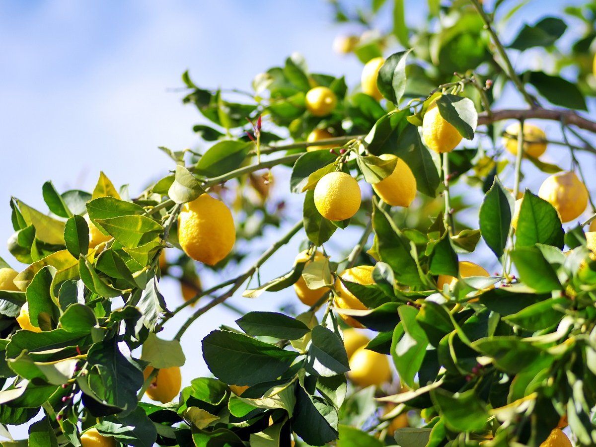 Lemon Leaves Top 5 Benefits in Hindi Health Benefits of lemon leaves