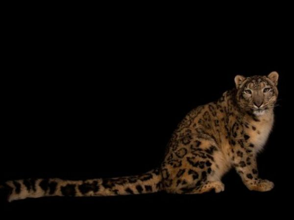 11 year old Snow Leopard Dies Of COVID induced Pneumonia In Illinois