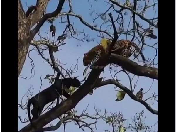 Black Panther Attack on Leopard Video Watch Shocking Viral Video