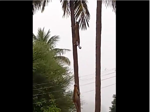 Viral Video Fight Between Two Leopard Watch Shocking Video