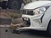 Leopard Accident Viral Video